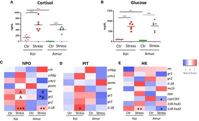 Stressing out—carp edema virus induces stress and modulates immune response in common carp